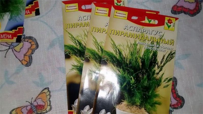 Насіння кімнатних квітів: як вибрати, де купити, посадка та догляд у домашніх умовах