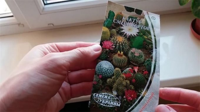 Насіння кімнатних квітів: як вибрати, де купити, посадка та догляд у домашніх умовах