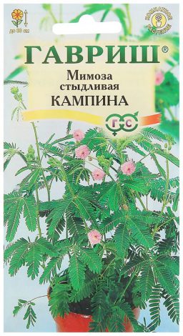 Насіння кімнатних квітів: як вибрати, де купити, посадка та догляд у домашніх умовах