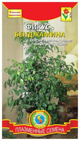 Насіння кімнатних квітів: як вибрати, де купити, посадка та догляд у домашніх умовах