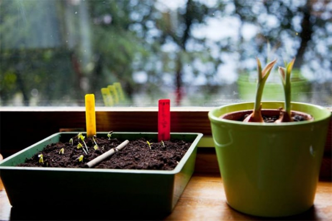 Насіння кімнатних квітів: як вибрати, де купити, посадка та догляд у домашніх умовах