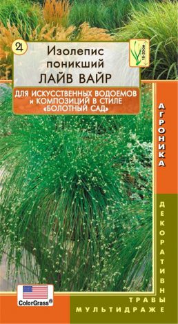 Насіння кімнатних квітів: як вибрати, де купити, посадка та догляд у домашніх умовах