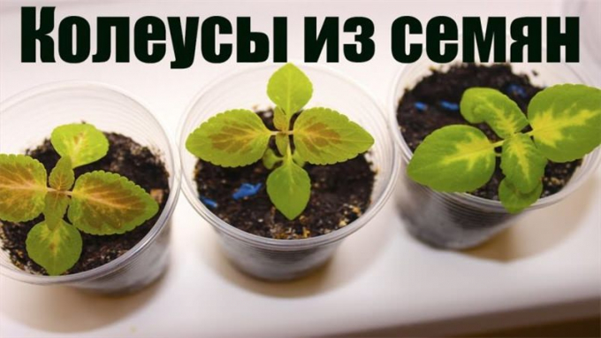 Насіння кімнатних квітів: як вибрати, де купити, посадка та догляд у домашніх умовах
