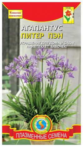 Насіння кімнатних квітів: як вибрати, де купити, посадка та догляд у домашніх умовах
