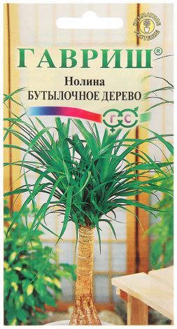 Насіння кімнатних квітів: як вибрати, де купити, посадка та догляд у домашніх умовах