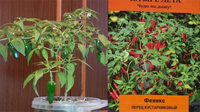 Насіння кімнатних квітів: як вибрати, де купити, посадка та догляд у домашніх умовах