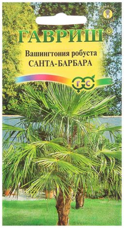 Насіння кімнатних квітів: як вибрати, де купити, посадка та догляд у домашніх умовах