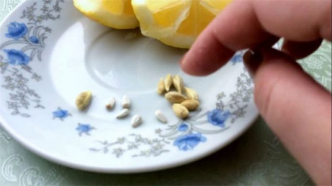 Насіння кімнатних квітів: як вибрати, де купити, посадка та догляд у домашніх умовах