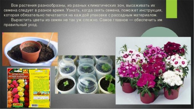 Насіння кімнатних квітів: як вибрати, де купити, посадка та догляд у домашніх умовах