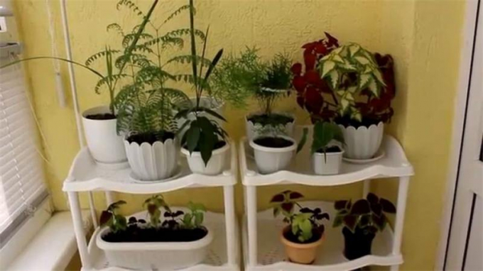 Насіння кімнатних квітів: як вибрати, де купити, посадка та догляд у домашніх умовах
