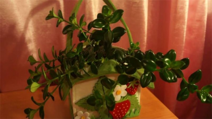 Нематантус (Гіпоцирту): 100 фото квітки + інструкція з догляду в домашніх умовах