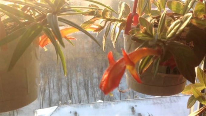Нематантус (Гіпоцирту): 100 фото квітки + інструкція з догляду в домашніх умовах
