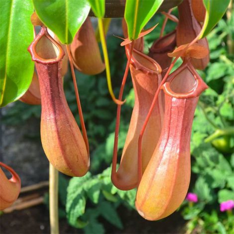 Непентес (Гарлачник) – 120 фото хижої рослини, догляд та вирощування в домашніх умовах