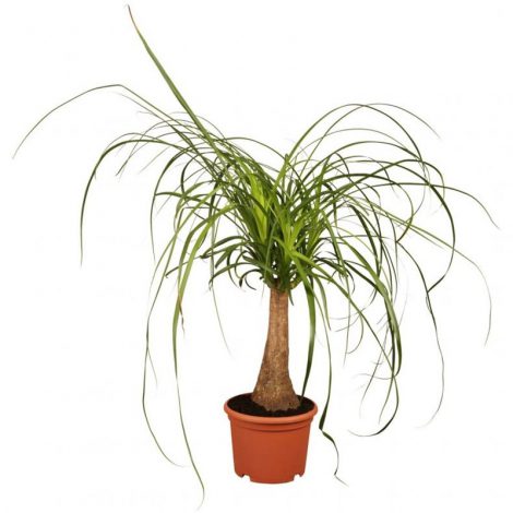 Ноліна (Бокарнея): інструкція з догляду в домашніх умовах, фото, підживлення, пересадка