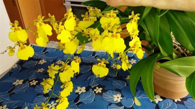 Онцидіум (110 фото): догляд у домашніх умовах, правила поливу, пересадка, підживлення