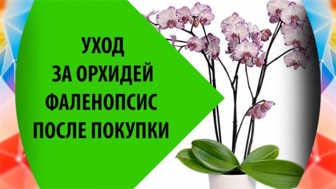 Орхідея Фаленопсис (120 фото): догляд у домашніх умовах, посадка, підживлення, пересадка, цікаві факти про квітку