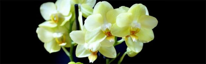 Орхідея Фаленопсис (120 фото): догляд у домашніх умовах, посадка, підживлення, пересадка, цікаві факти про квітку