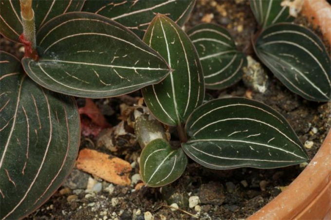 Орхідея лудизія: вирощування та догляд у домашніх умовах (100 фото)
