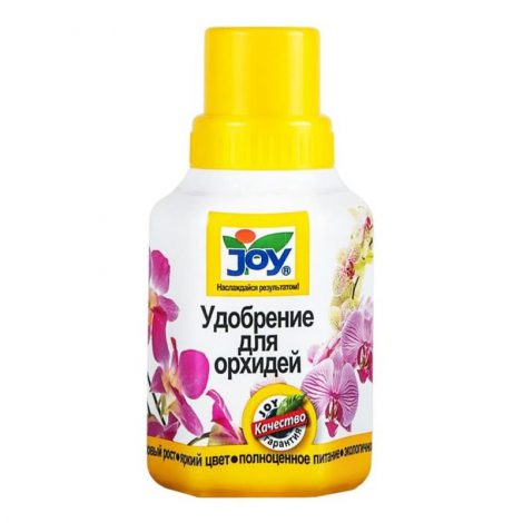 Орхідея лудизія: вирощування та догляд у домашніх умовах (100 фото)