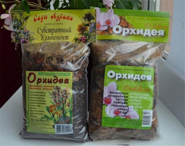 Орхідея зигопеталум: вирощування та догляд у домашніх умовах, як поливати, пересадка, фото