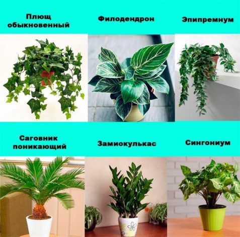 Отруйні кімнатні квіти: список назв з фото та описом