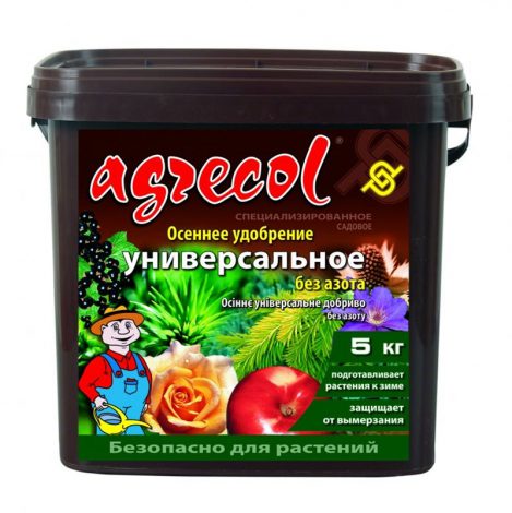 Пахіфітум: всі нюанси догляду за рослиною в домашніх умовах, фото, правила поливу, пересадка