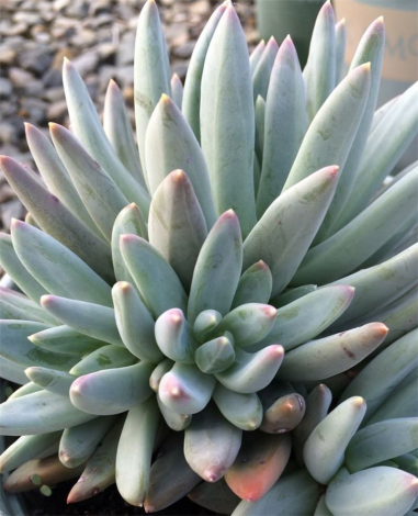 Пахіфітум: всі нюанси догляду за рослиною в домашніх умовах, фото, правила поливу, пересадка