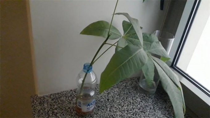 Пахіра: фото, види, цікаві факти, особливості вирощування, пересадка, розмноження