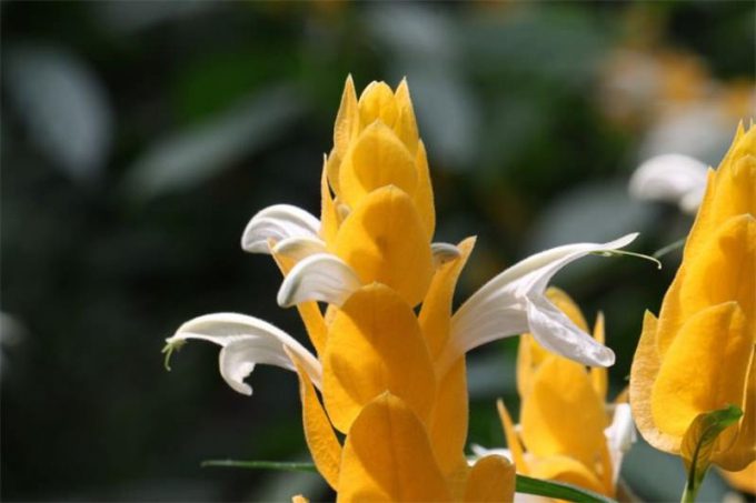 Пахістахіс (120 фото): інструкція з догляду за рослиною в домашніх умовах, пересадка, вирощування, полив