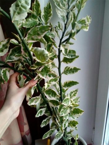 Педилантус (150 фото): догляд у домашніх умовах, пересадка, розмноження, правила поливу