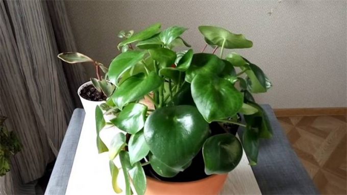 Пеперомія (150 фото): види, догляд у домашніх умовах, правила вирощування, як і коли поливати рослину