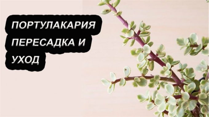 Портулакарія: особливості вирощування та догляду за кімнатною рослиною (110 фото)
