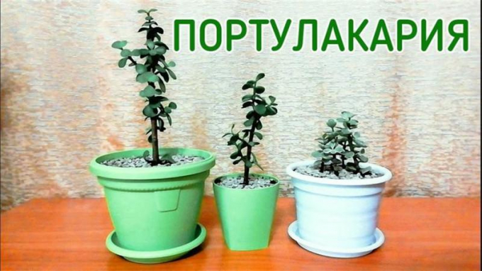 Портулакарія: особливості вирощування та догляду за кімнатною рослиною (110 фото)