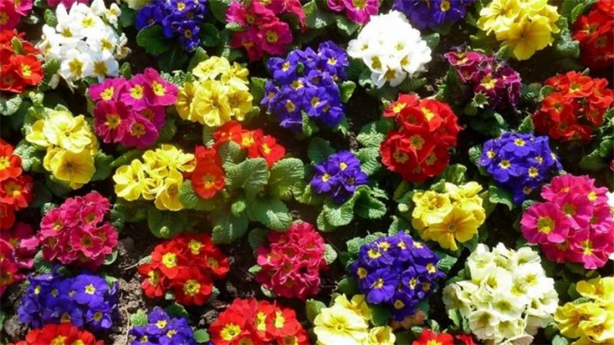 Примула кімнатна – 170 фото квітки + інструкція як доглядати та вирощувати в домашніх умовах