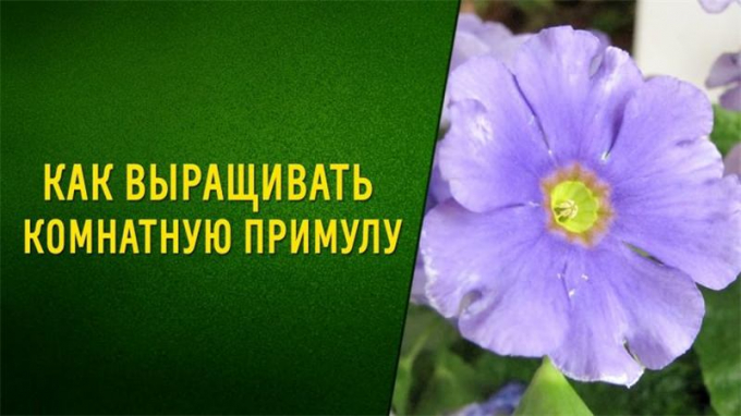 Примула кімнатна – 170 фото квітки + інструкція як доглядати та вирощувати в домашніх умовах