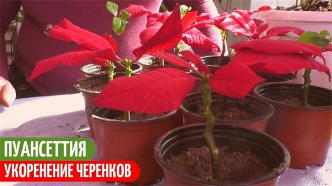 Пуансеттія (Різдвяна зірка): 90 фото квітки, опис кімнатної рослини + інструкція з догляду в домашніх умовах