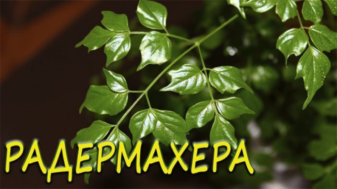 Радермахера (90 фото): інструкція з догляду в домашніх умовах, опис, види, полив, пересадка