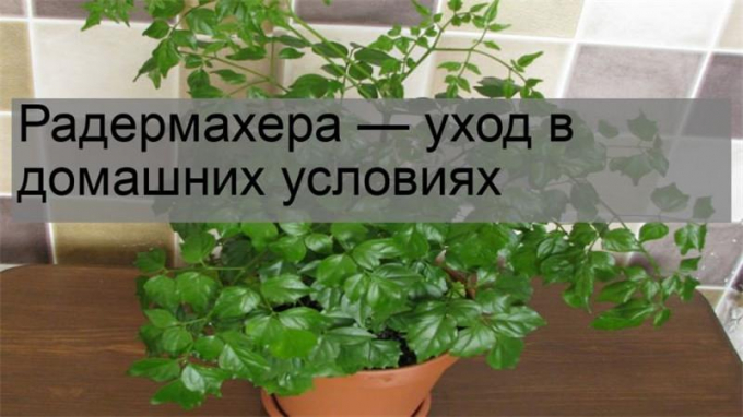 Радермахера (90 фото): інструкція з догляду в домашніх умовах, опис, види, полив, пересадка