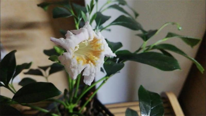 Радермахера (90 фото): інструкція з догляду в домашніх умовах, опис, види, полив, пересадка