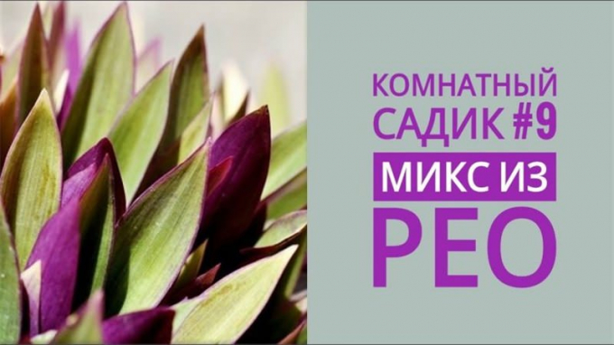 Рео (120 фото): опис кімнатної рослини, правила догляду, полив, присадка, підживлення