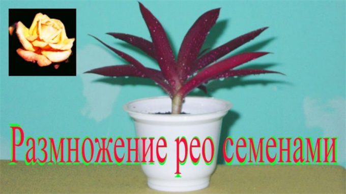 Рео (120 фото): опис кімнатної рослини, правила догляду, полив, присадка, підживлення