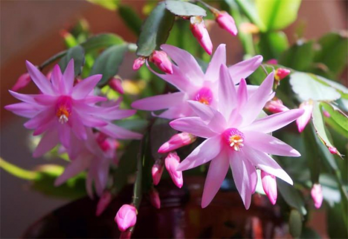Рипсалідопсис (100 фото): догляд у домашніх умовах, пересадка, розмноження, підживлення
