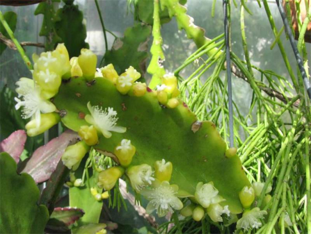 Ріпсаліс: догляд у домашніх умовах, посадка, фото, види, розмноження, як і коли поливати