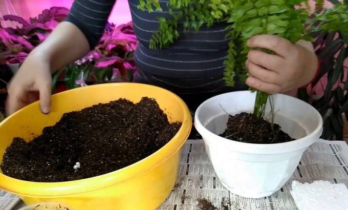 Різновиди папоротей кімнатних: фото, назва, особливості догляду в домашніх умовах