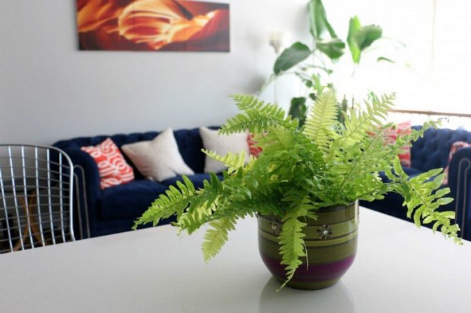 Різновиди папоротей кімнатних: фото, назва, особливості догляду в домашніх умовах