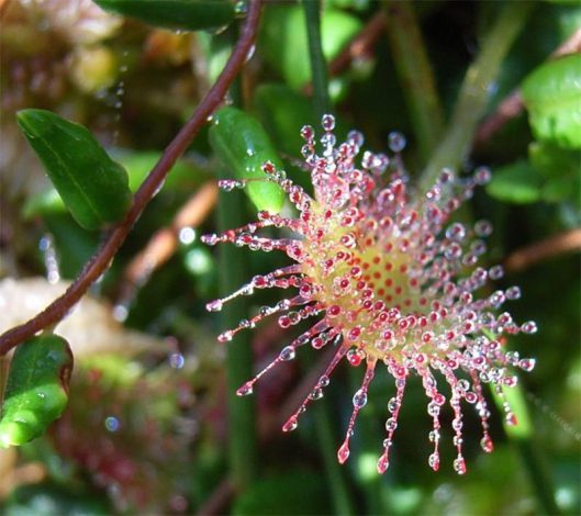 Росянка (Хижа рослина): вирощування в домашніх умовах, догляд, пересадка, опис, фото, цікаві факти