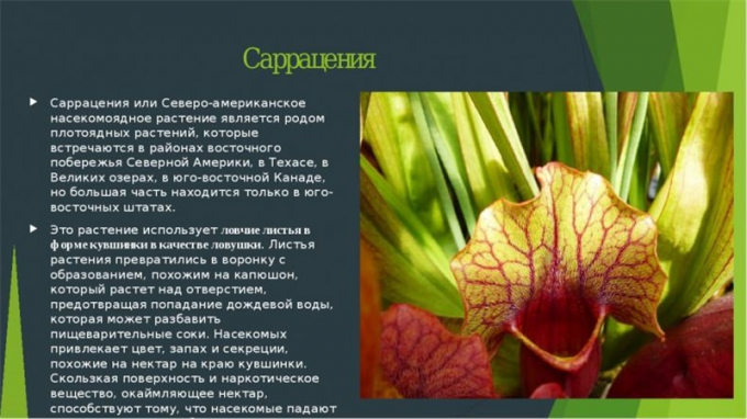 Сарраценія: інструкція з догляду в домашніх умовах, як і коли поливати, фото, пересадка, підживлення, цікаві факти