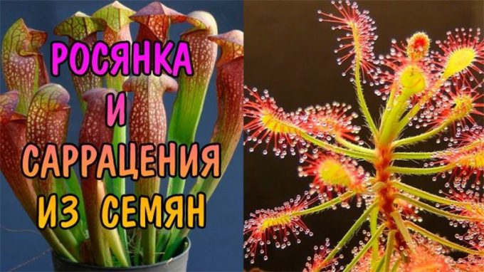 Сарраценія: інструкція з догляду в домашніх умовах, як і коли поливати, фото, пересадка, підживлення, цікаві факти