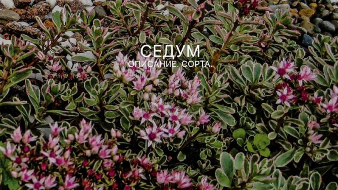 Седум (Очиток): як вирощувати та доглядати в домашніх умовах (140 фото квітки)