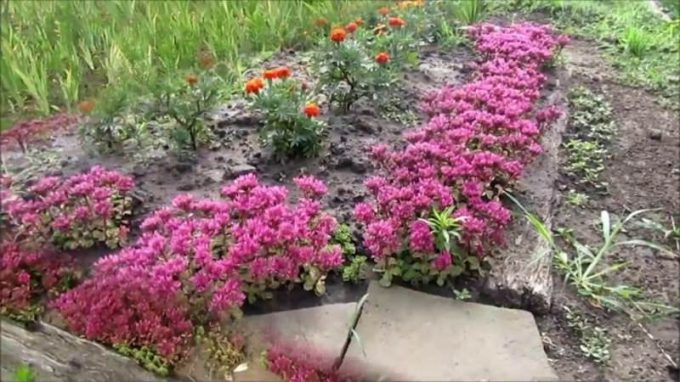 Седум (Очиток): як вирощувати та доглядати в домашніх умовах (140 фото квітки)